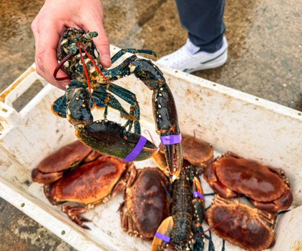 About Purely Shellfish | Cornish Seafood Experts